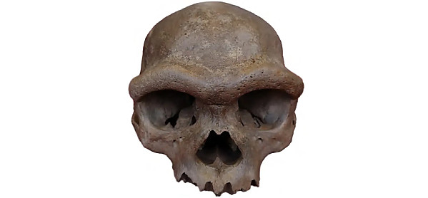 Harbin-Skull.jpg