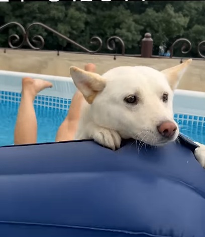 위기를 느낀 강아지의 표정