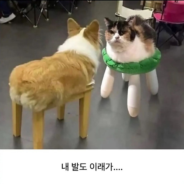 거 사료 좀 섞어 주소