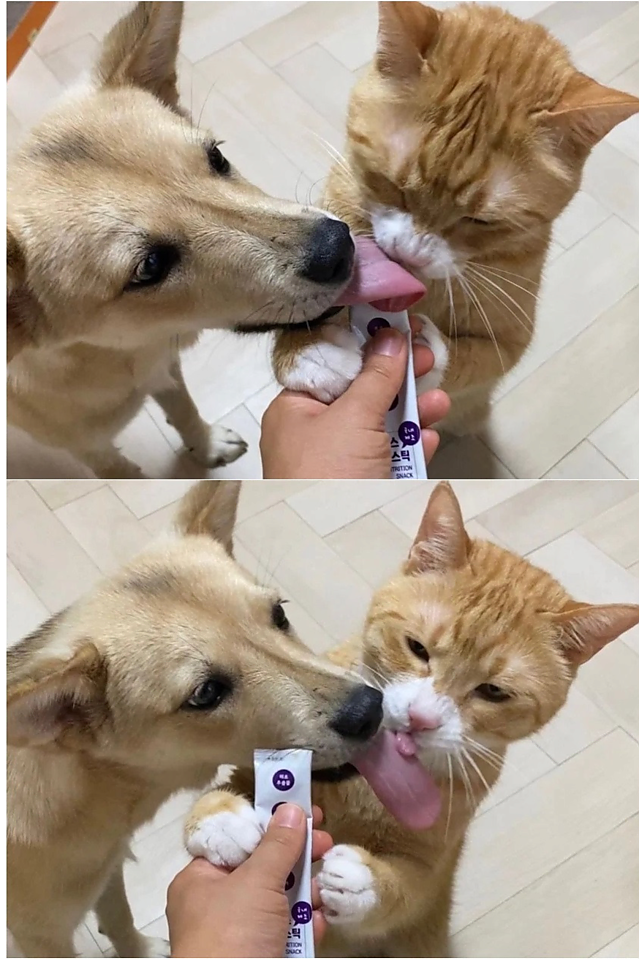 강아지와 고양이 혀 크기 차이