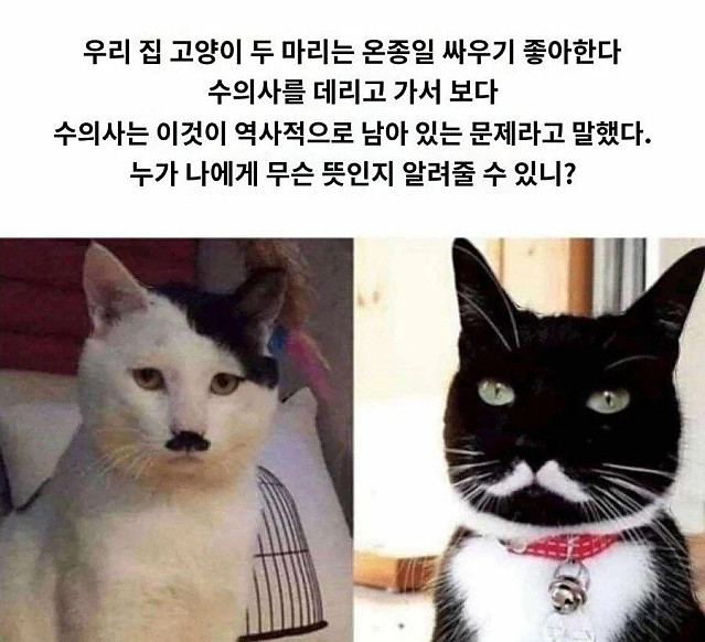 고양이 2마리가 하루종일 싸우는 이유
